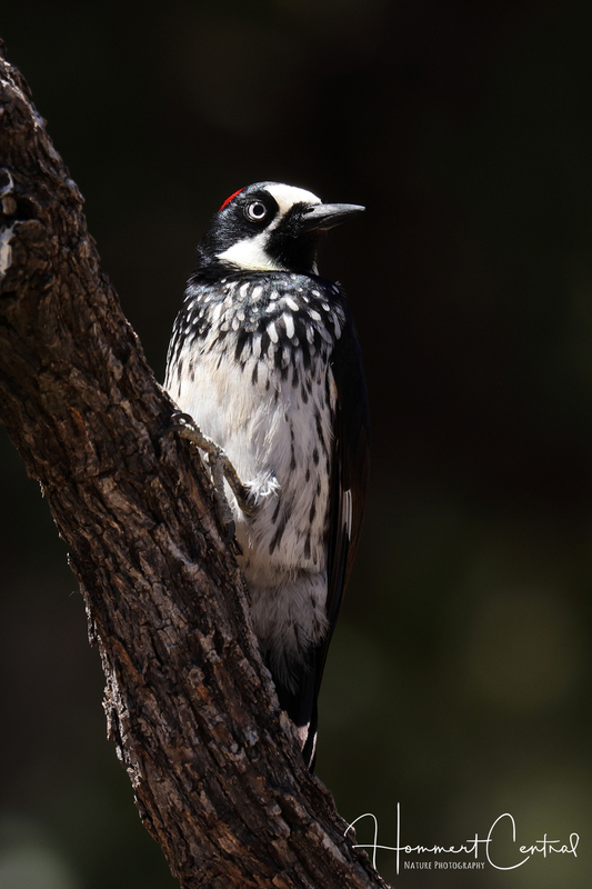 Acorn Woodpecker (female) (04).jpg