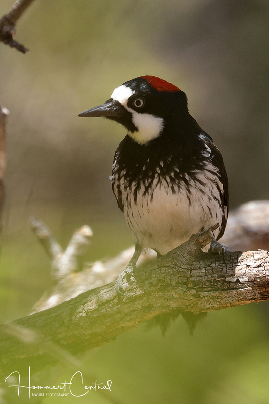 Acorn Woodpecker (female) (05).jpg