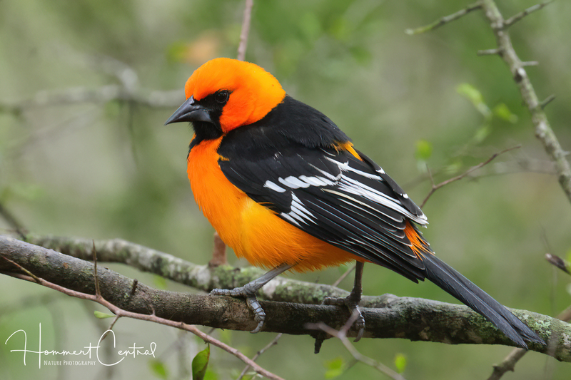 Altamira Oriole (07).jpg