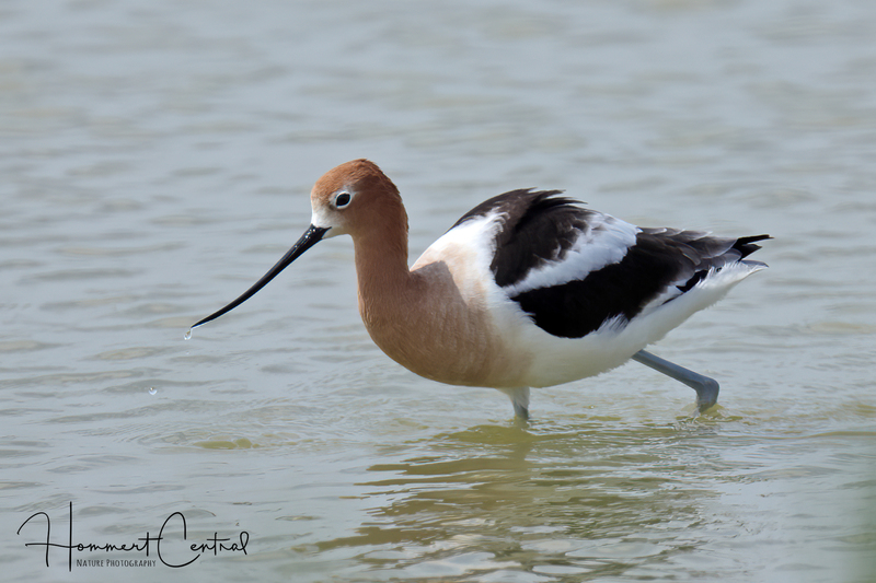 American Avocet (12).jpg