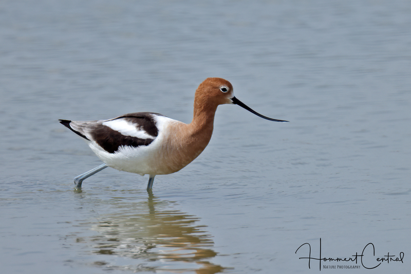 American Avocet (13).jpg