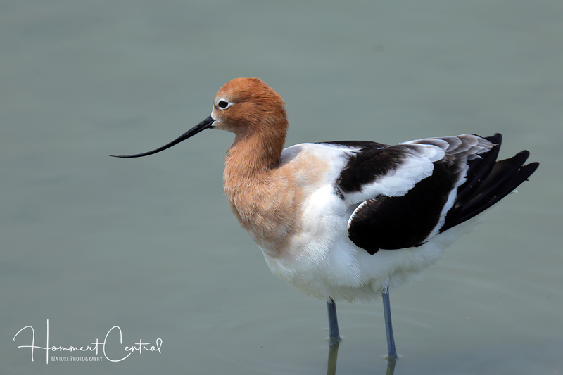 American Avocet (female) (04).jpg