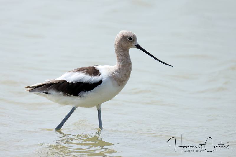 American Avocet (transitioning) (01).jpg