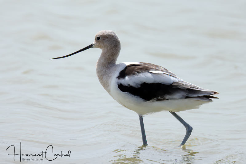 American Avocet (transitioning) (02).jpg