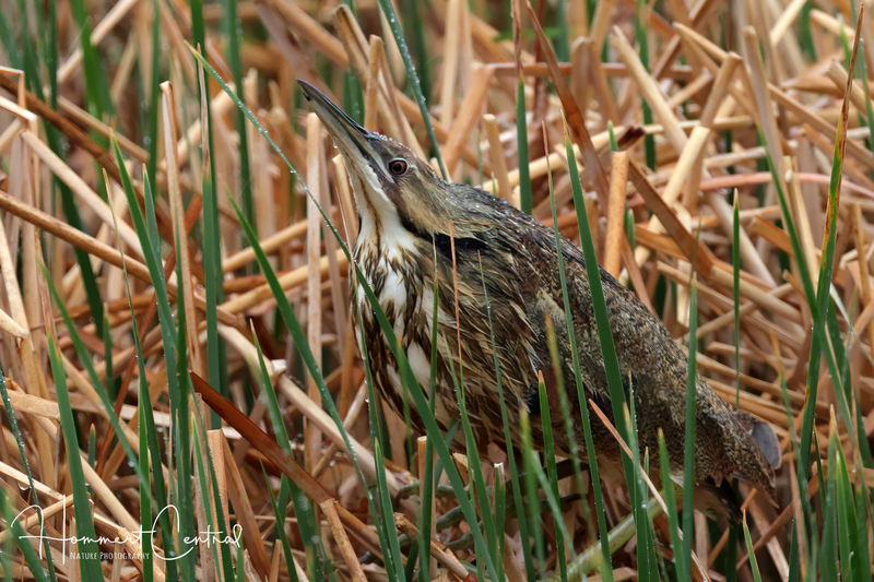 American Bittern (22).jpg