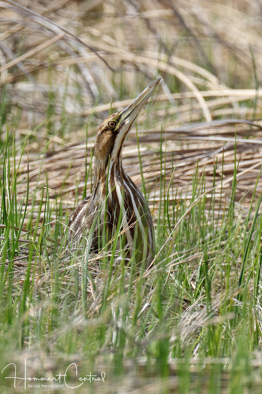 American Bittern (23).jpg