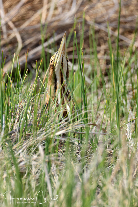 American Bittern (24).jpg