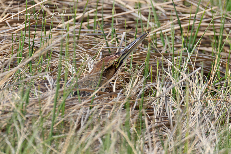 American Bittern (25).jpg