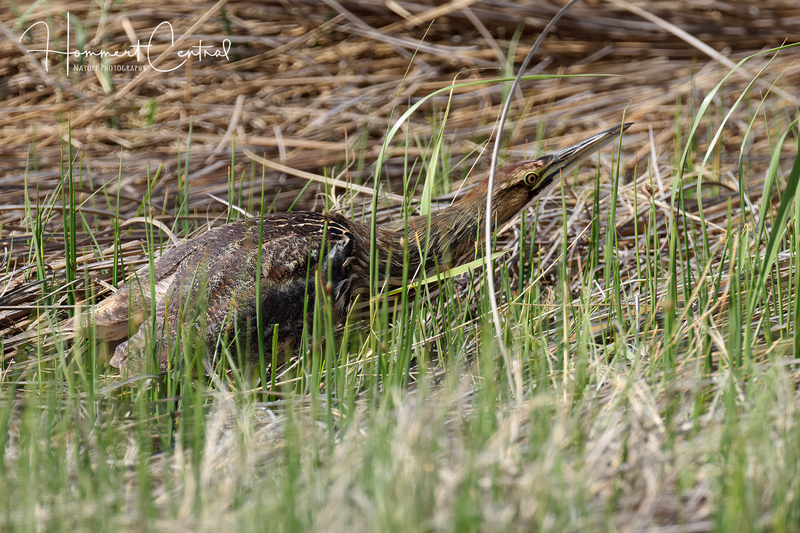 American Bittern (26).jpg