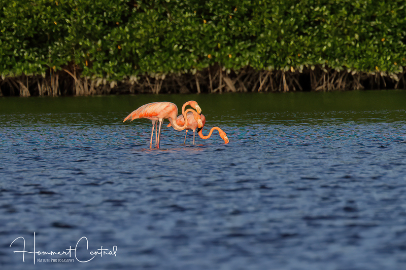 American Flamingo (11).jpg