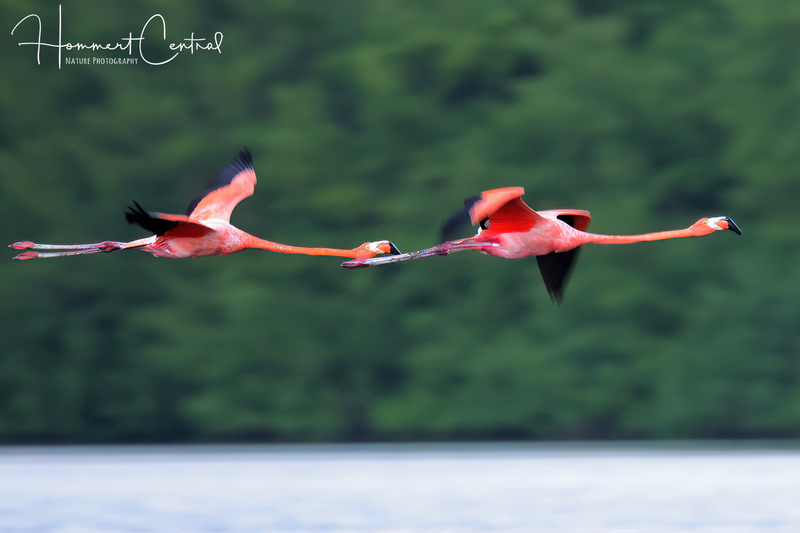 American Flamingo (12).jpg