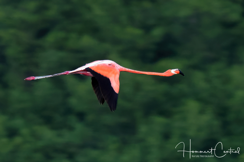 American Flamingo (13).jpg