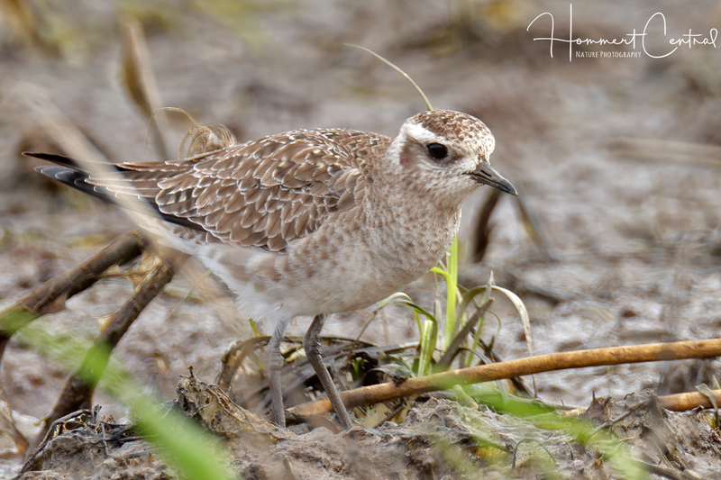 American Golden-Plover (Spring transition) (06).jpg