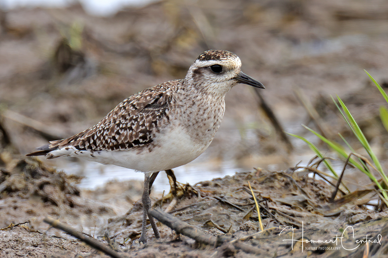 American Golden-Plover (Spring transition) (07).jpg