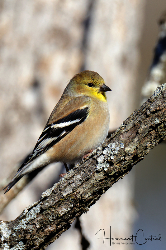 American Goldfinch (winter plumage) (05).jpg