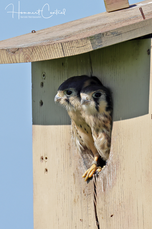 American Kestrel (nestlings) (01).jpg
