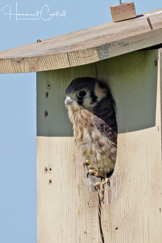 American Kestrel (nestlings) (02).jpg