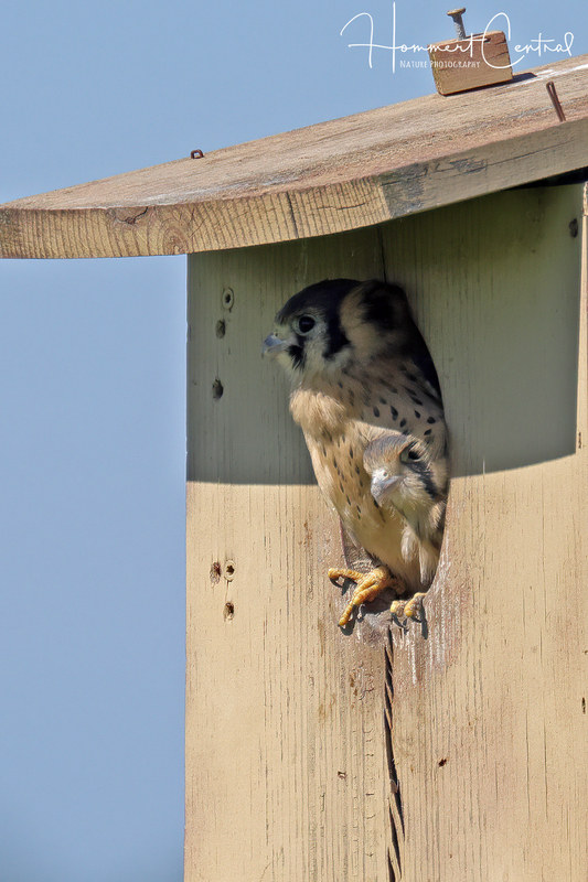 American Kestrel (nestlings) (03).jpg