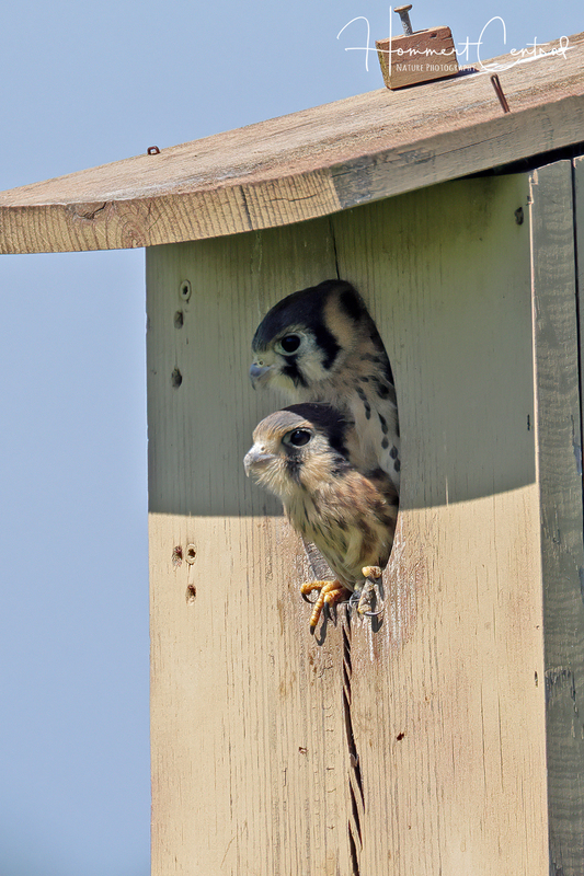 American Kestrel (nestlings) (04).jpg
