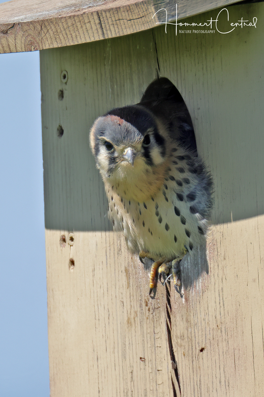 American Kestrel (nestlings) (05).jpg
