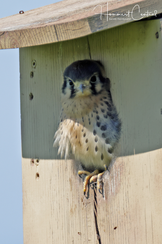 American Kestrel (nestlings) (06).jpg