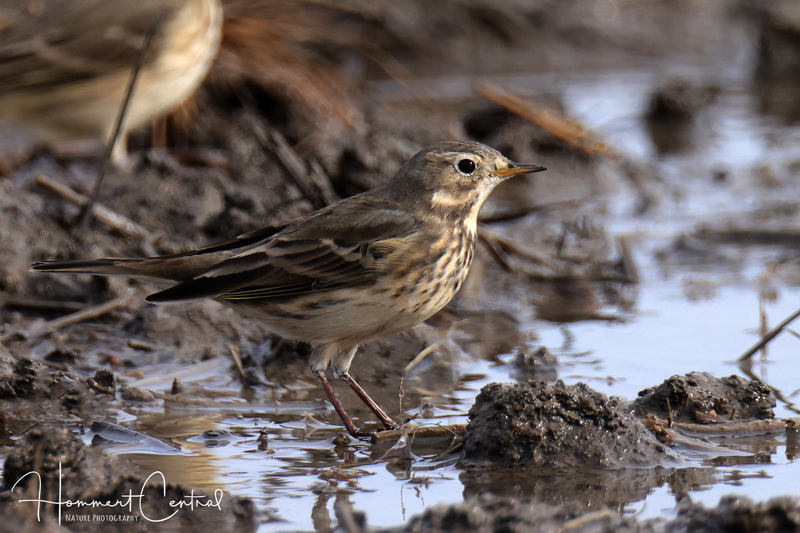 American Pipit (09).jpg