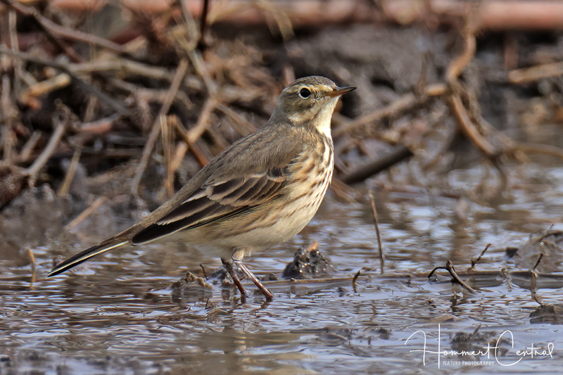 American Pipit (10).jpg