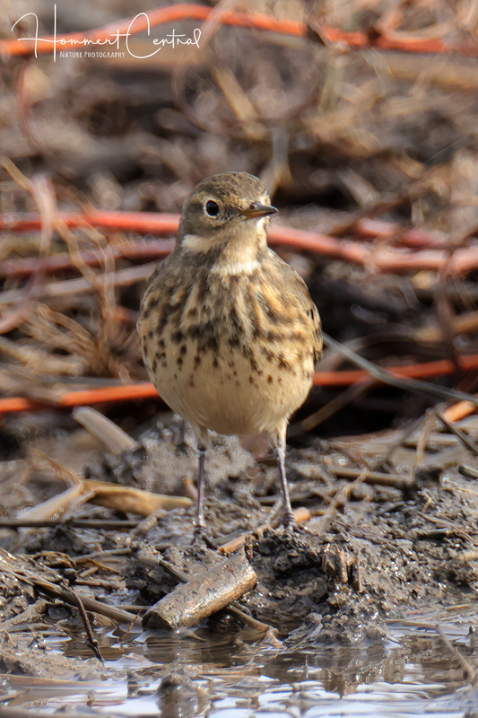 American Pipit (11).jpg
