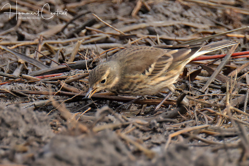 American Pipit (12).jpg