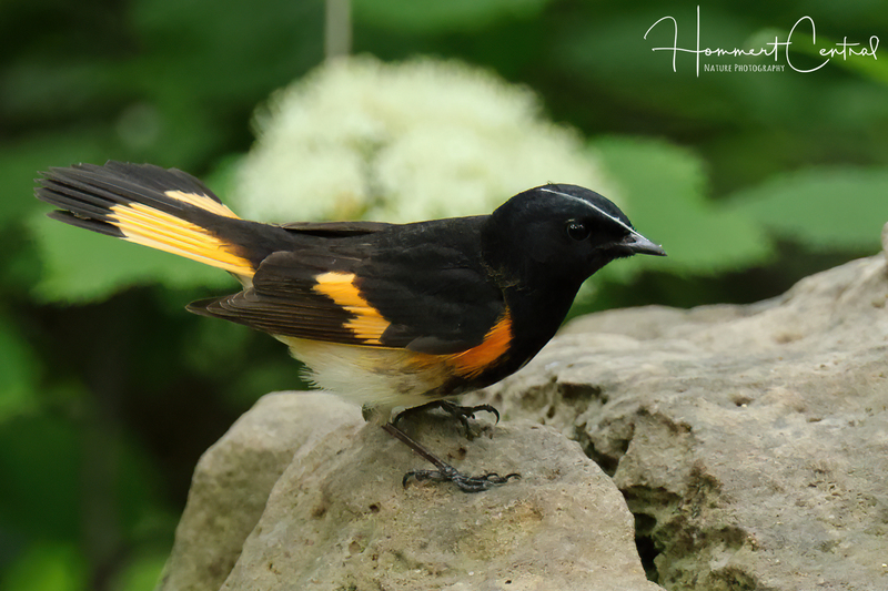 American Redstart (06).jpg