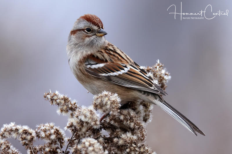 American Tree Sparrow (11).jpg