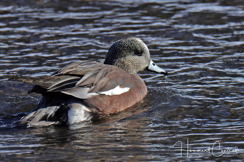 American Wigeon (04).jpg