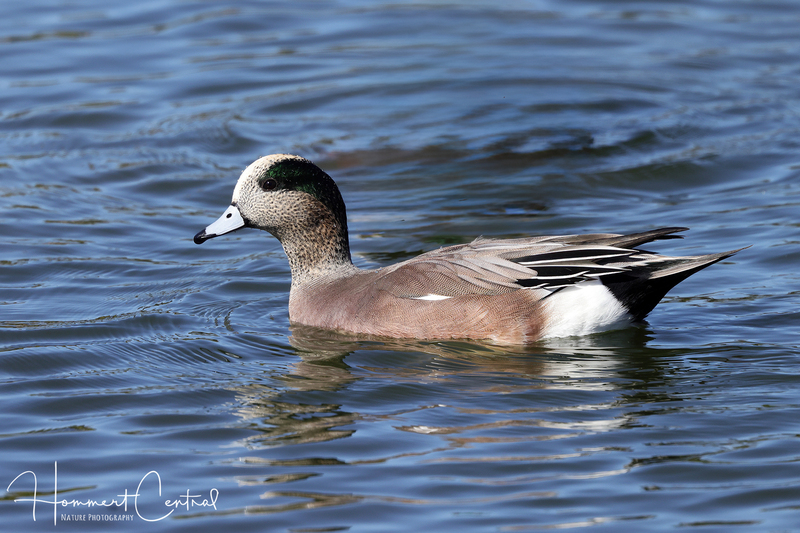 American Wigeon (05).jpg