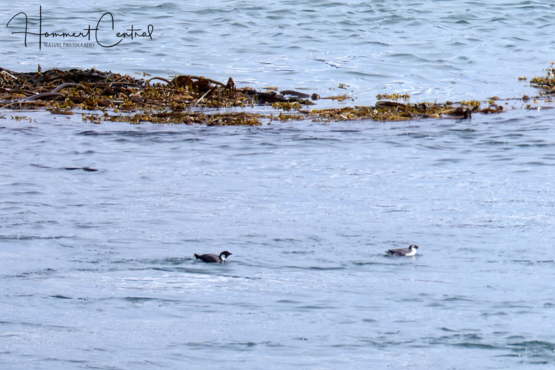 Ancient Murrelet (01).jpg