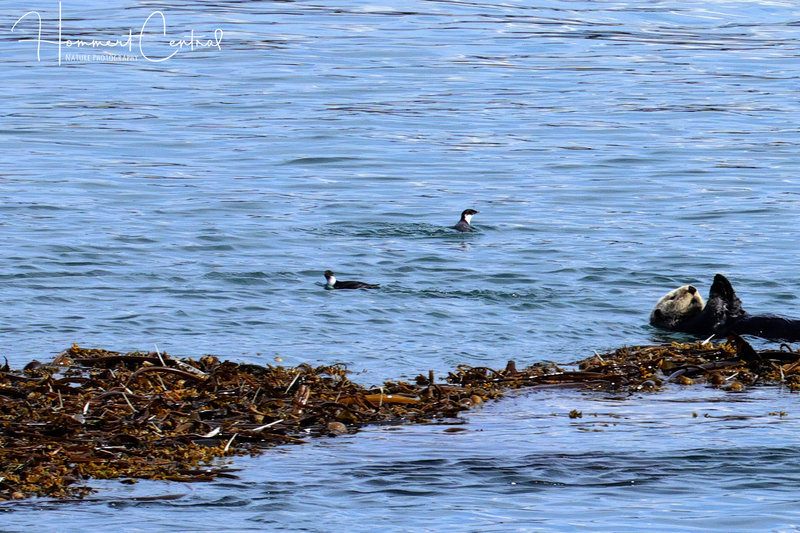 Ancient Murrelet (02).jpg