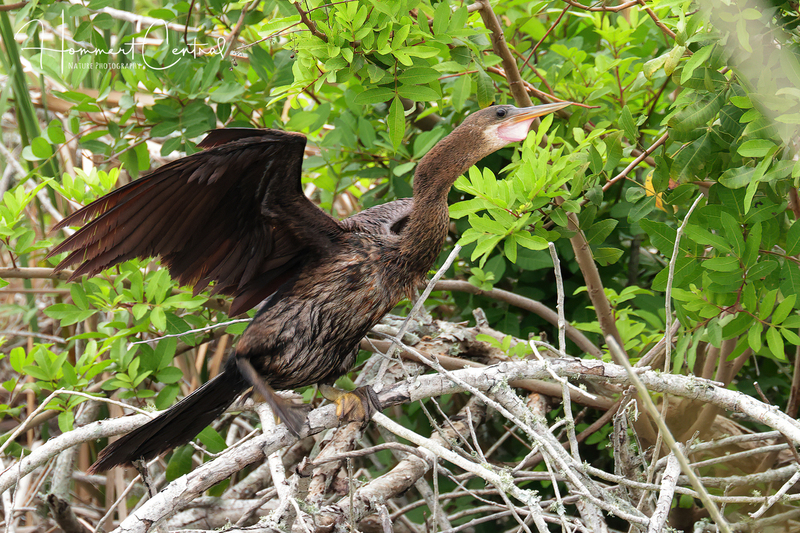 Anhinga (11).jpg