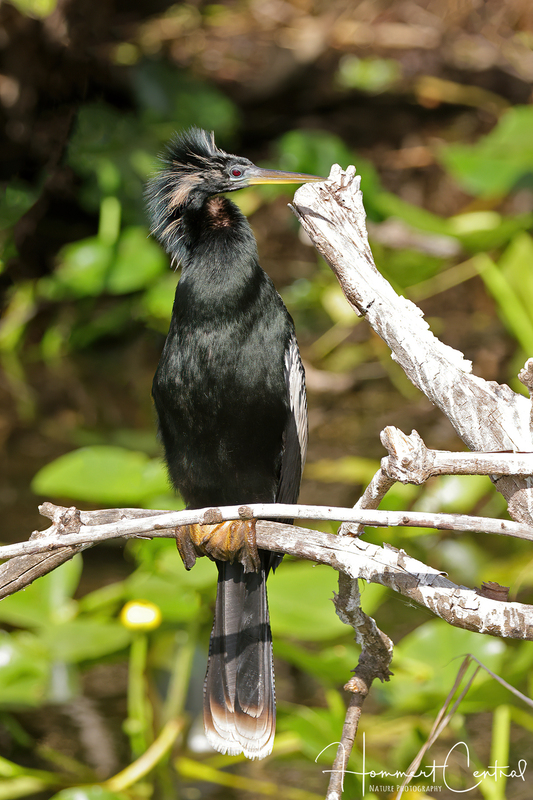 Anhinga (12).jpg