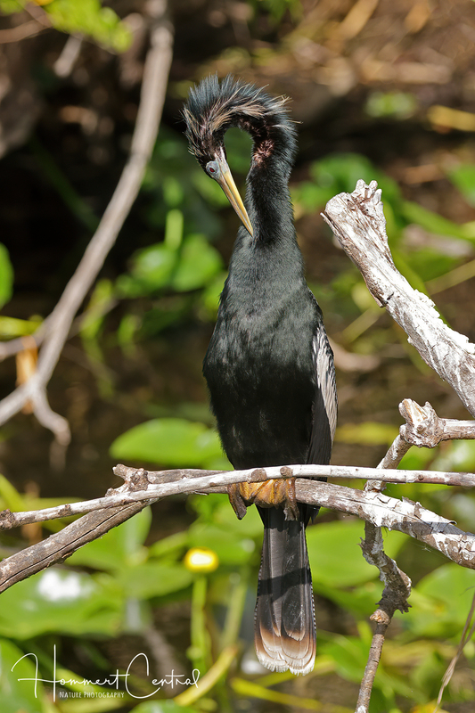 Anhinga (13).jpg