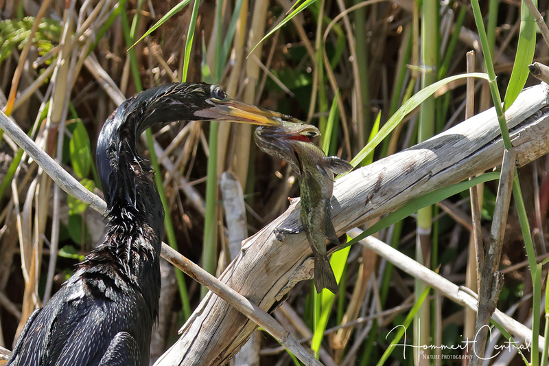 Anhinga (14).jpg