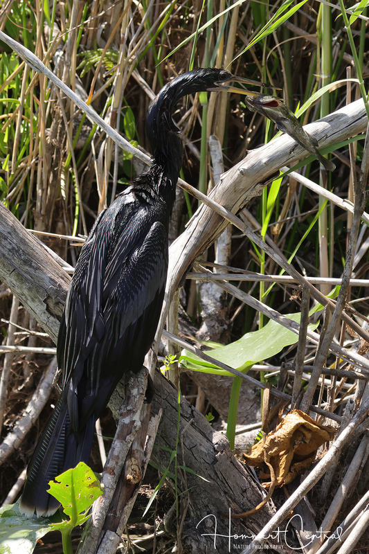 Anhinga (15).jpg