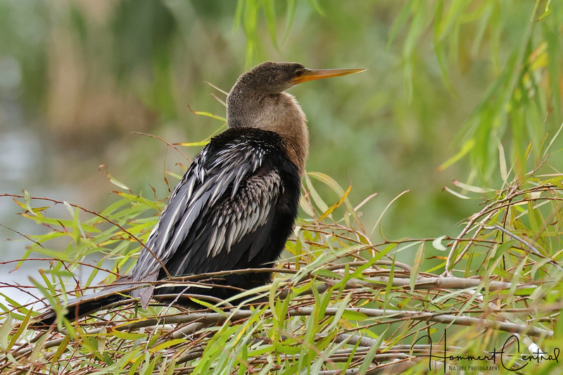 Anhinga (female) (03).jpg