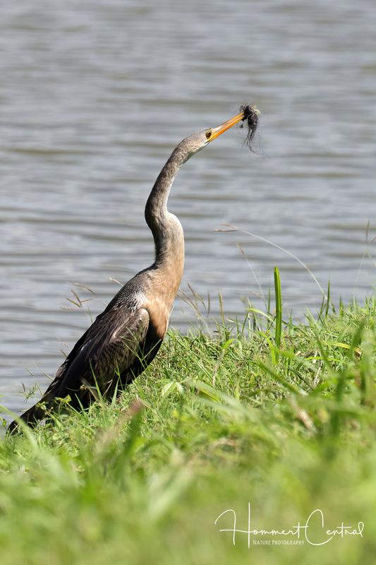 Anhinga (female) (04).jpg