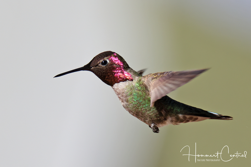 Annas Hummingbird (08).jpg
