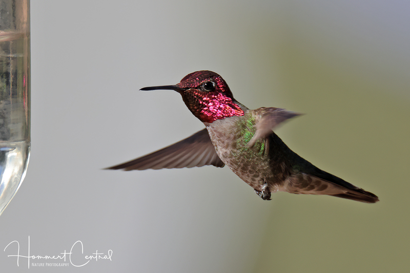 Annas Hummingbird (09).jpg