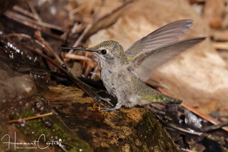 Annas Hummingbird (10).jpg