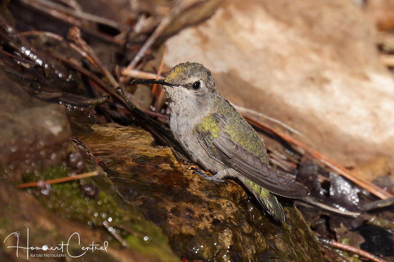 Annas Hummingbird (11).jpg
