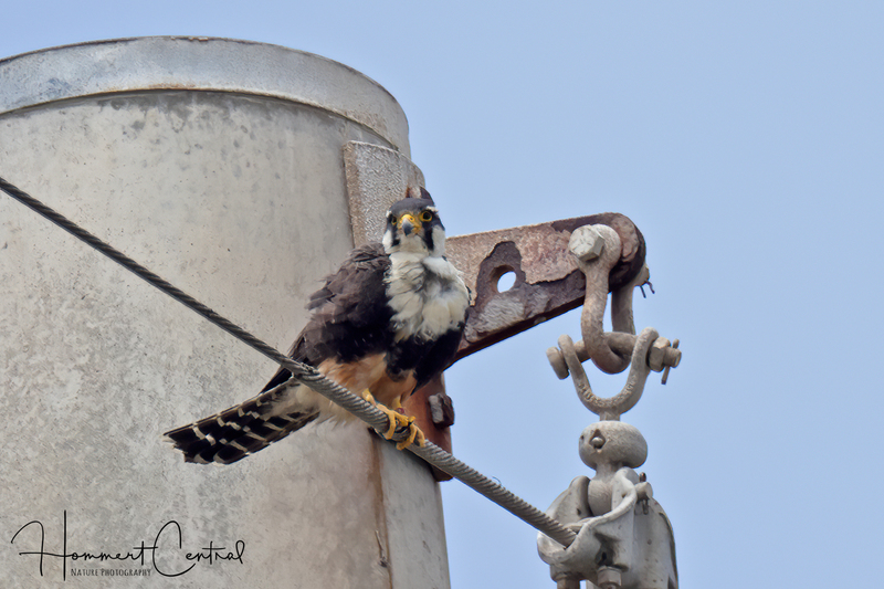 Aplomado Falcon (02).jpg