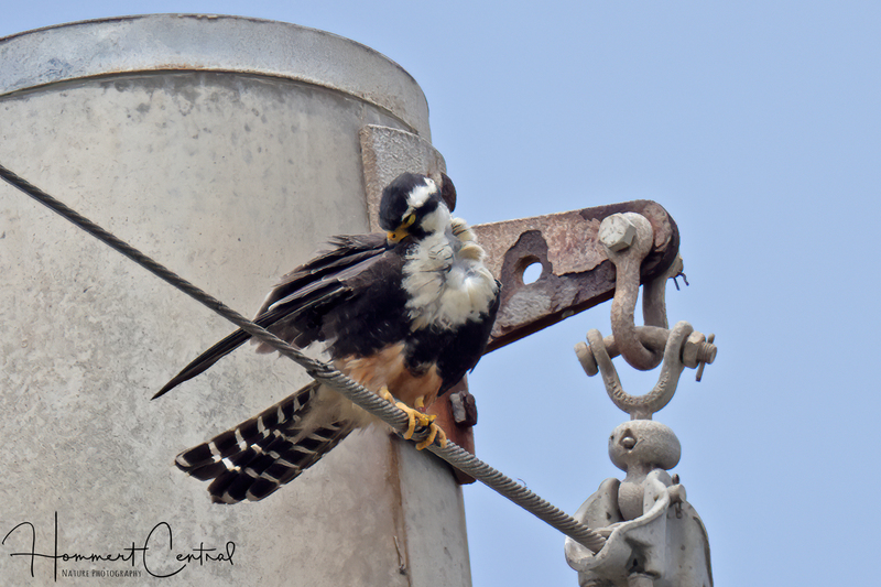 Aplomado Falcon (03).jpg