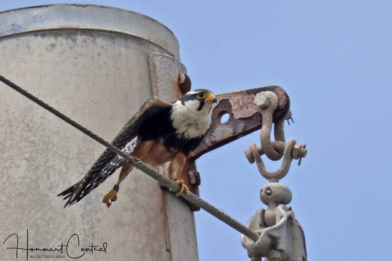 Aplomado Falcon (04).jpg