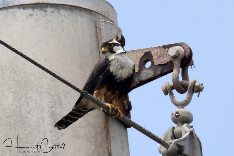 Aplomado Falcon (05).jpg